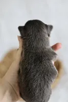 AKC Bowie, a male Chihuahua for sale in Beaumont, TX – Photo 2 of 4