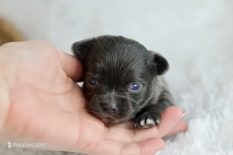 AKC Bowie – Chihuahua puppy for sale in Beaumont, TX