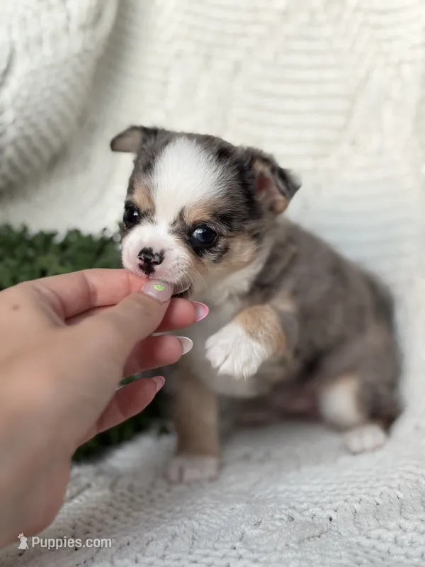 AKC Pixie  – Chihuahua puppy for sale in Beaumont, TX