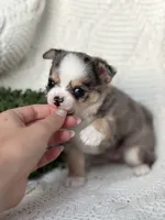 AKC Pixie , a female Chihuahua for sale in Beaumont, TX – 1 of 6