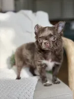Belle , a female Chihuahua for sale in Beaumont, TX – 1 of 8
