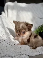 Bliss - Tiny Merle , a female Chihuahua for sale in Beaumont, TX – 3 of 10