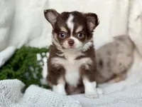Dutch, a male Chihuahua for sale in Beaumont, TX – 5 of 6