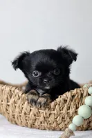 CKC River, a male Chihuahua for sale in Fannett, TX – Photo 4 of 10