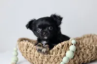 CKC River, a male Chihuahua for sale in Fannett, TX – Photo 7 of 10