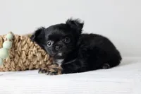 CKC River, a male Chihuahua for sale in Fannett, TX – Photo 2 of 10