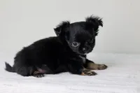 CKC River, a male Chihuahua for sale in Fannett, TX – Photo 9 of 10