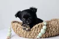 CKC River, a male Chihuahua for sale in Fannett, TX – Photo 10 of 10