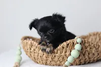 CKC River, a male Chihuahua for sale in Fannett, TX – Photo 6 of 10