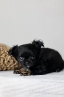 CKC River, a male Chihuahua for sale in Fannett, TX – Photo 1 of 10