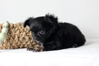 CKC River, a male Chihuahua for sale in Fannett, TX – Photo 3 of 10