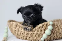 CKC River, a male Chihuahua for sale in Fannett, TX – Photo 5 of 10