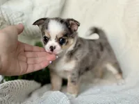 AKC Pixie , a female Chihuahua for sale in Beaumont, TX – 4 of 6