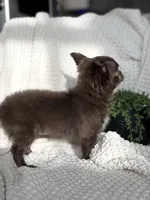 Belle , a female Chihuahua for sale in Beaumont, TX – 4 of 8