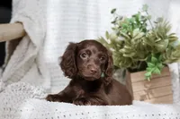 Aria , a female Miniature Dachshund for sale in Beaumont, TX – 5 of 10