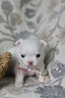 Sugar , a female Chihuahua for sale in Fannett, TX – Photo 4 of 4