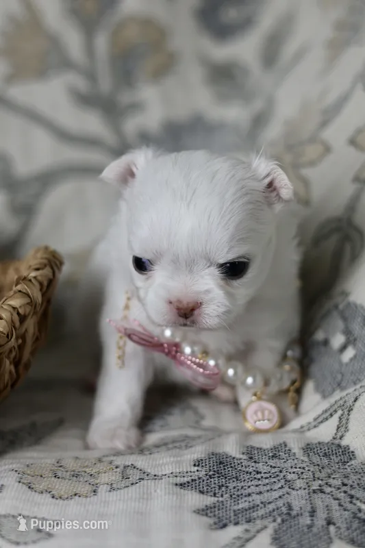 Sugar  – Chihuahua puppy on hold in Fannett, TX