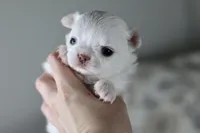 Sugar , a female Chihuahua for sale in Fannett, TX – Photo 2 of 4