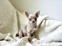 Bruiser , a male Chihuahua for sale in Beaumont, TX – 2 of 3