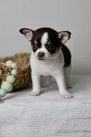AKC - Ranger, a male Chihuahua for sale in Fannett, TX – Photo 5 of 9