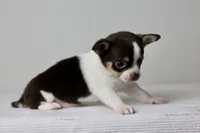 AKC - Ranger, a male Chihuahua for sale in Fannett, TX – Photo 3 of 9