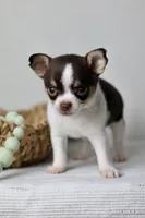 AKC - Ranger, a male Chihuahua for sale in Fannett, TX – Photo 7 of 9