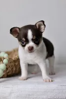 AKC - Ranger, a male Chihuahua for sale in Fannett, TX – Photo 1 of 9