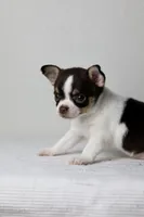 AKC - Ranger, a male Chihuahua for sale in Fannett, TX – Photo 2 of 9