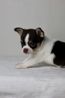 AKC - Ranger, a male Chihuahua for sale in Fannett, TX – Photo 8 of 9