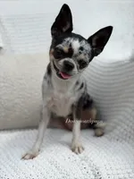 Gwen , a female Chihuahua for sale in Beaumont, TX – 2 of 4