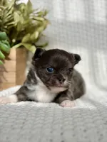 Blue , a male Chihuahua for sale in Beaumont, TX – 3 of 8