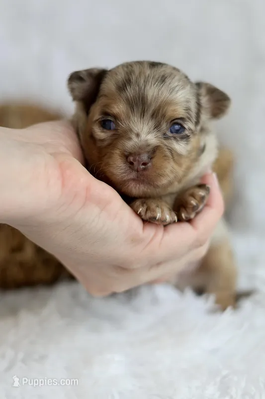 AKC Jagger – Chihuahua puppy for sale in Beaumont, TX