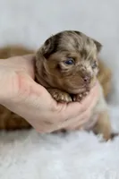 AKC Jagger, a male Chihuahua for sale in Beaumont, TX – Photo 2 of 6