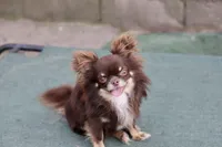 AKC Jagger, a male Chihuahua for sale in Beaumont, TX – Photo 5 of 6