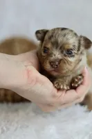 AKC Jagger, a male Chihuahua for sale in Beaumont, TX – Photo 3 of 6