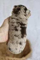 AKC Jagger, a male Chihuahua for sale in Beaumont, TX – Photo 4 of 6