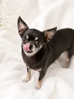 Georgia , a female Chihuahua for sale in Beaumont, TX – 2 of 2