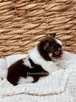 Bentley - Tiny, a male Chihuahua for sale in Beaumont, TX – 3 of 4