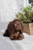 AKC Shasta, a female Miniature Dachshund for sale in Beaumont, TX – 8 of 10