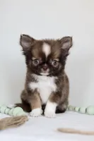 Ash - CKC , a male Chihuahua for sale in Fannett, TX – Photo 1 of 10