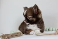 Ash - CKC , a male Chihuahua for sale in Fannett, TX – Photo 2 of 10