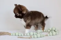 Ash - CKC , a male Chihuahua for sale in Fannett, TX – Photo 7 of 10