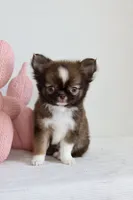 Ash - CKC , a male Chihuahua for sale in Fannett, TX – Photo 4 of 10