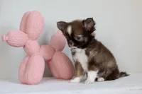 Ash - CKC , a male Chihuahua for sale in Fannett, TX – Photo 6 of 10