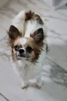 Ash - CKC , a male Chihuahua for sale in Fannett, TX – Photo 10 of 10