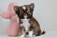 Ash - CKC , a male Chihuahua for sale in Fannett, TX – Photo 8 of 10