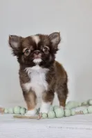 Ash - CKC , a male Chihuahua for sale in Fannett, TX – Photo 3 of 10