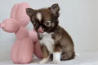 Ash - CKC , a male Chihuahua for sale in Fannett, TX – Photo 5 of 10