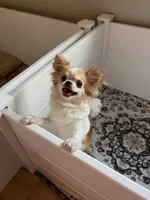 Emmy - Spayed , a female Chihuahua for sale in Beaumont, TX – 3 of 3