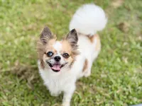 Milo, a male Chihuahua for sale in Beaumont, TX – 8 of 8
